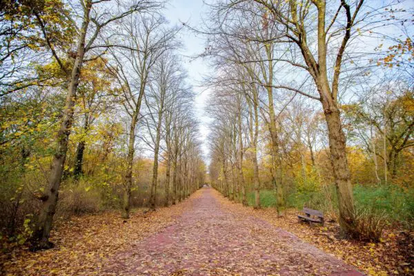 Scheveningse bosjes in herfst
