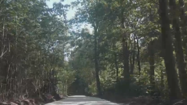 betonnen fietspad in het bos