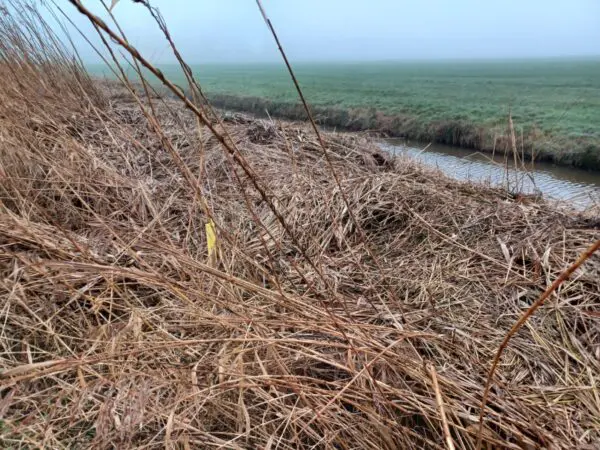 kunstdassenburcht dassen spoor verzakking